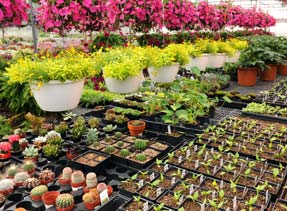 Color your world with quality plant material grown right here in Hempfield Township